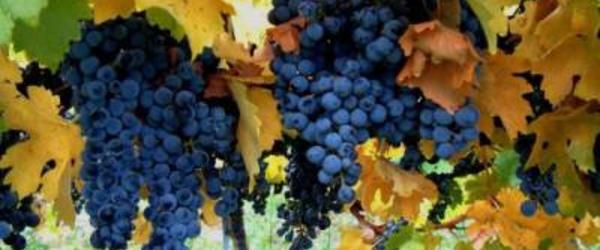 La vendemmia: i sapori e le musiche di una volta